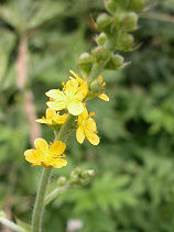 ����݂��Ђ�