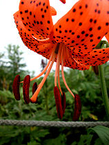 �����ɂ��