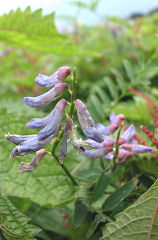 �����ӂ�