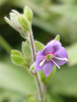 �݂�܂��킪��