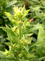 �����ЂȂ̂�����