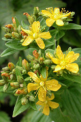 ���Ƃ��肻��