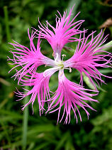 �����˂Ȃł���