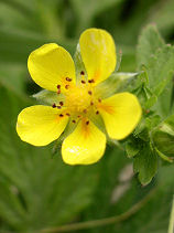 ���܂̂�������