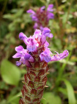 ���ڂ���