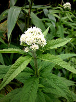 ��΂Ђ�ǂ�Ɏ~�܂�A�T�M�}�_��