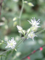 �܂�������