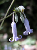 �����ڂ���