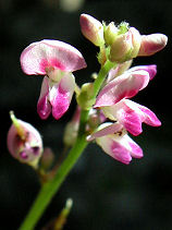 �ʂ��тƂ͂�