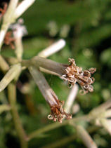 ���݂�����