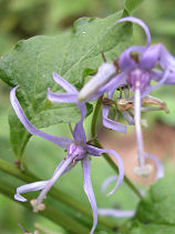 ���ł��Ⴖ��