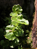 ����Ђ�����