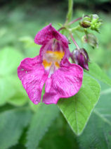 ��ӂ˂���