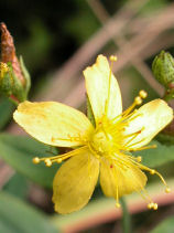 ���Ƃ��肻��