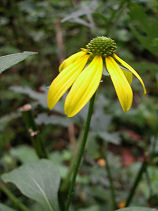 �����͂񂲂񂻂�