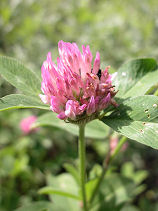 �����߂���