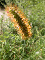 ���񂦂̂���