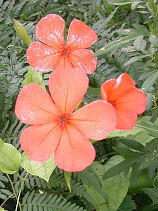 �ӂ����낹��̂�