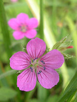 ����̂��傤��