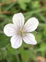 ����̂��傤��