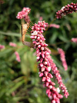 ���ʂ���