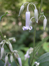 �����ڂ���