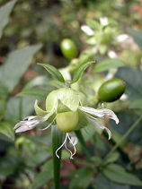 �Ȃ�΂�͂���