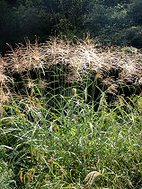 �������@�����H�̋C�z!