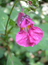 ��ӂ˂���