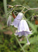 �肪�˂ɂ񂶂�