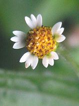 �͂����߂����@���O�͍D���ł͂Ȃ������킢������