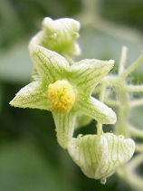 ���ꂿ����