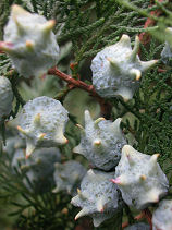 ���̂Ă�����̎�