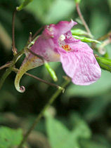 ��ӂ˂���