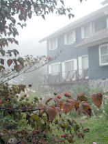 ������ɕ�܂��y���V�����A��O�̖؂́u��܂ڂ����v