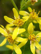 �����̂���񂻂�