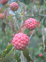 ��܂ڂ����̎�