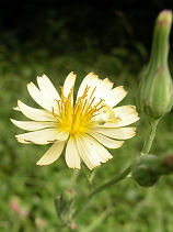 �����̂̂���