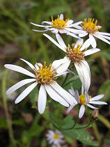 ���Ȃ�����