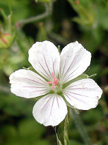 ����̂��傤���@����