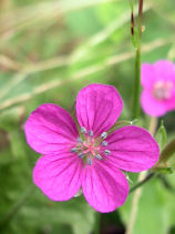 ����̂��傤��