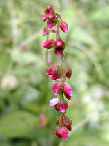 ���ʂ���