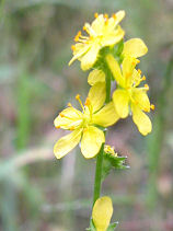 ����݂��Ђ�