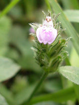 ���˂̂܂�