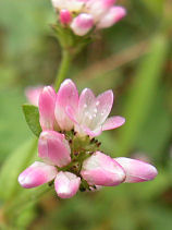 �܂܂��̂���ʂ���