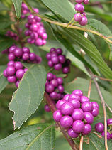 �ނ炳��������