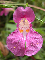 ��ӂ˂���