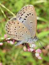 ��܂Ƃ�����