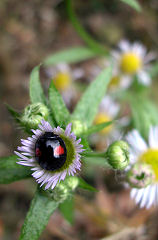 �Ă�Ƃ��ނ����Ԃ̒��Ŋ��������̂�