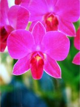 flowerdome06s.jpg (8974 �o�C�g)